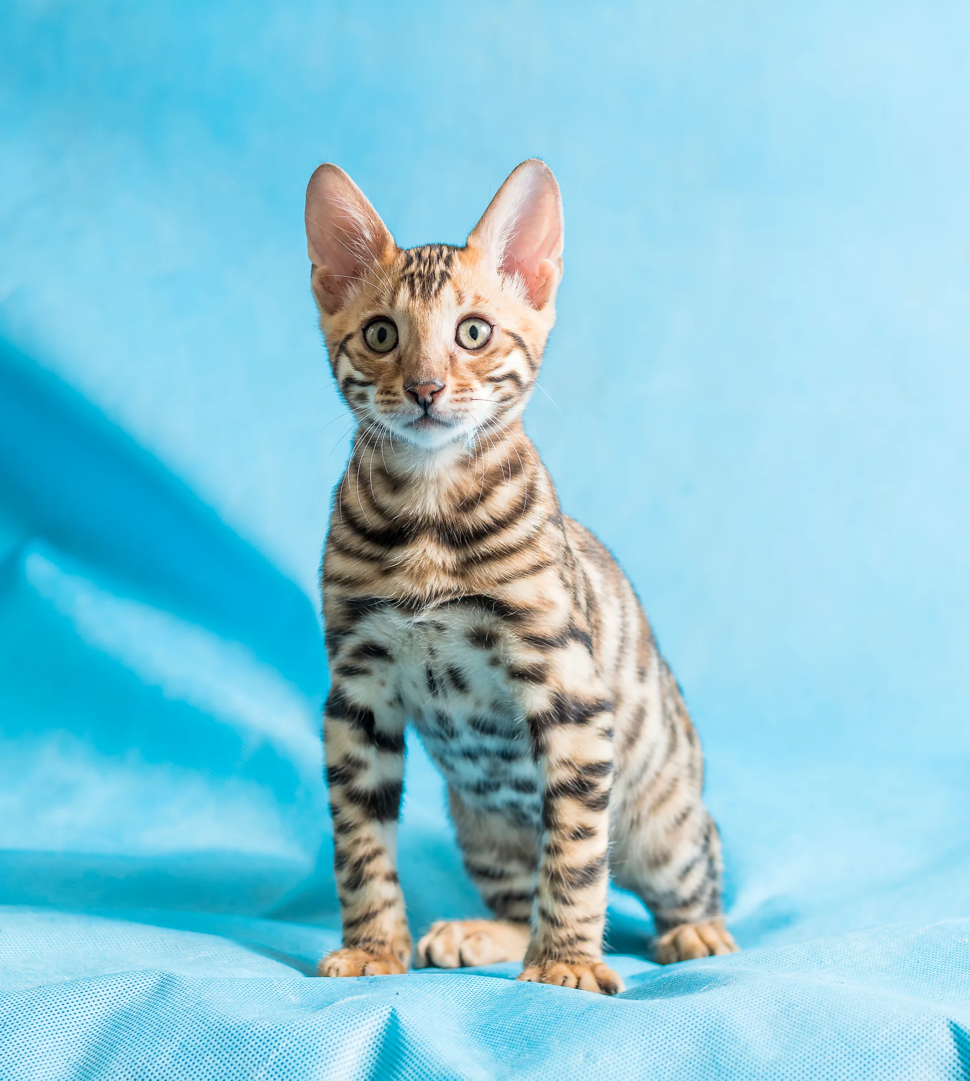 Gato bengalí